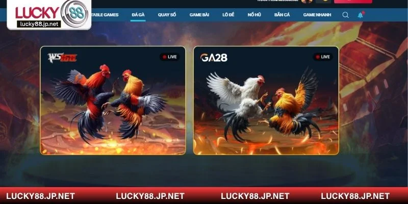 Đá gà LUCKY88 là nơi mỗi chiến kê mang đến một cuộc chiến đầy cảm xúc